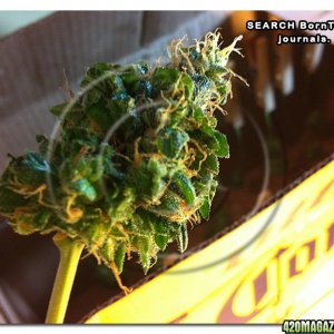 Trimmed bud Plant #5