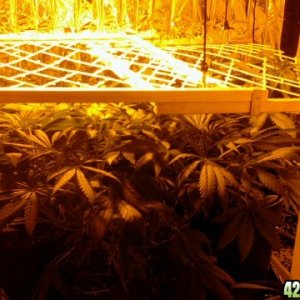 Scrog23