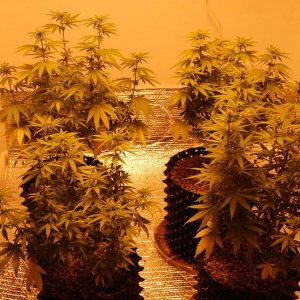 flowering_plants_under_1000w_hid