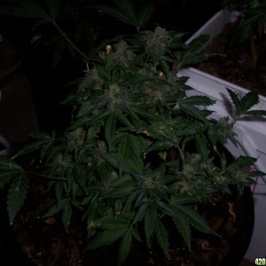 Grapefruit_Diesel