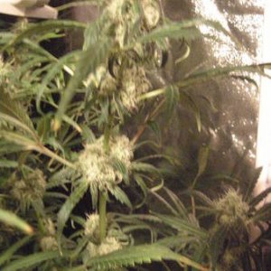 chem dog green house seeds