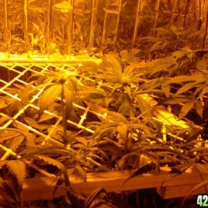 Scrog1a