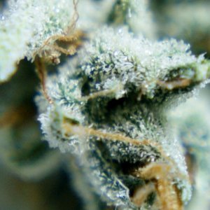 033_cataract_kush