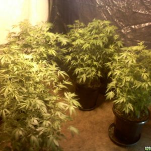 2nd grow 4 ladies starting flowering =)