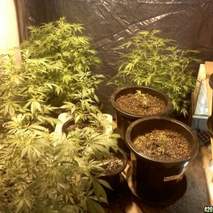 4 ladies with clones!