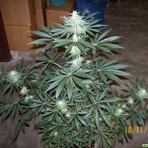 Afgan/Mazar Kush from WORLD OF SEEDS