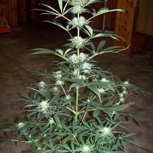 Afgan/Mazar Kush from WORLD OF SEEDS