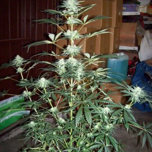 Afgan/Mazar Kush from WORLD OF SEEDS