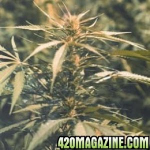 hawaii-maui-waui-feminized-5-seeds