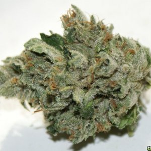 007_cataract_kush