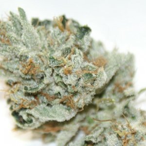 008_cataract_kush