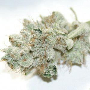 012_cataract_kush