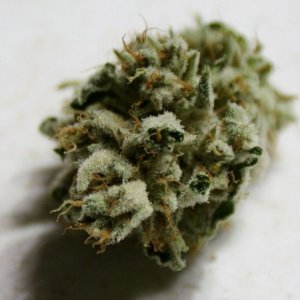 025_cataract_kush