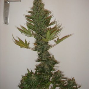 durban poison