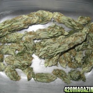 BlueMystic buds