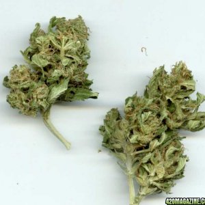 organic_skunk