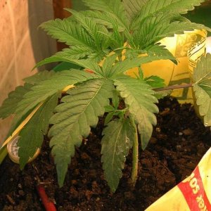 Cheap Grow Bagseed