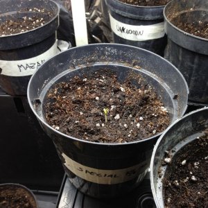 seedlings