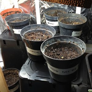 seedlings