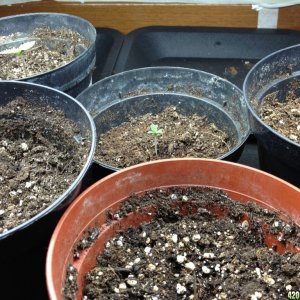 seedlings