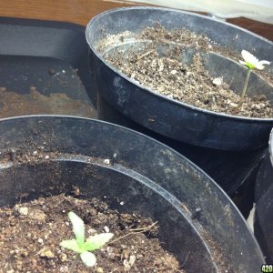 seedlings