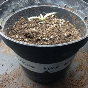 seedlings