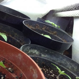 seedlings