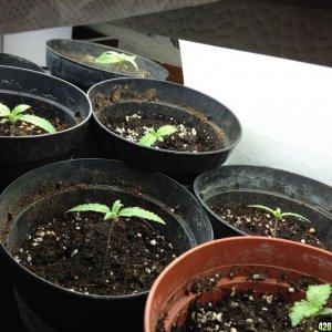 seedlings