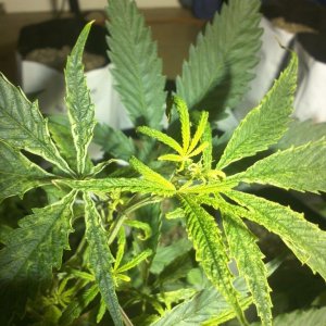 grow problems need help