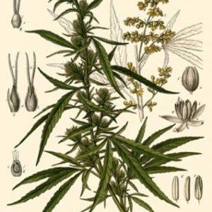 cannabis-sativa