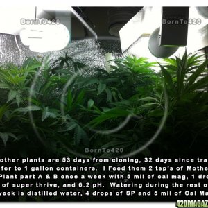 The Life of a Cannibis Mother DAY 53-42-32