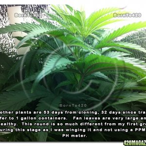 The Life of a Cannibis Mother DAY 53-42-32