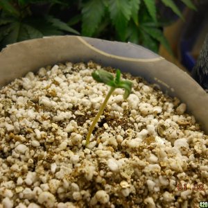 Pineapple Express seedling