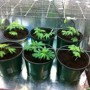 BornTo420 / Grow #2, January 1, 2012