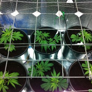 BornTo420 / Grow #2, January 1, 2012