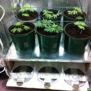 BornTo420 / Grow #2, January 1, 2012