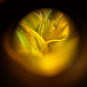 Through_the_scope_