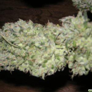 chem dog