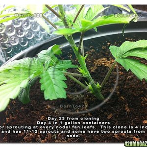 BornTo420 / Grow #2, January 5, 2012  Day 23 - 4