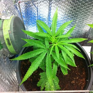 BornTo420 / Grow #2, January 6, 2012  Day 24 - 5