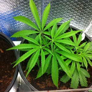 BornTo420 / Grow #2, January 6, 2012  Day 24 - 5