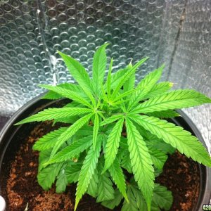 BornTo420 / Grow #2, January 6, 2012  Day 24 - 5