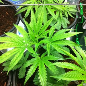 BornTo420 / Grow #2, January 6, 2012  Day 24 - 5