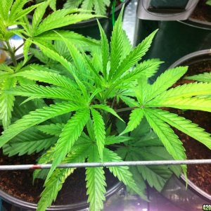 BornTo420 / Grow #2, January 6, 2012  Day 24 - 5