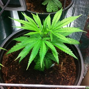 BornTo420 / Grow #2, January 6, 2012  Day 24 - 5