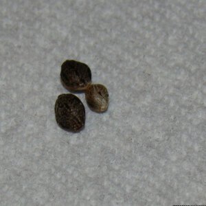 churps seeds