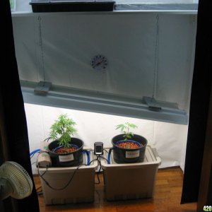 First grow room mother clone room