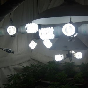 1_200_watt_CFL_s