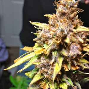 (Purple) Pineapple Express loose trim 2