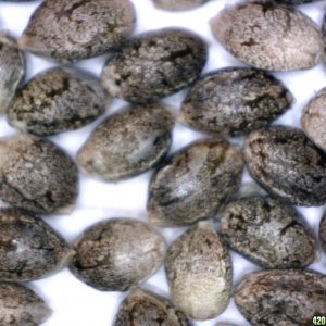 Heavy Duty Fruity seeds